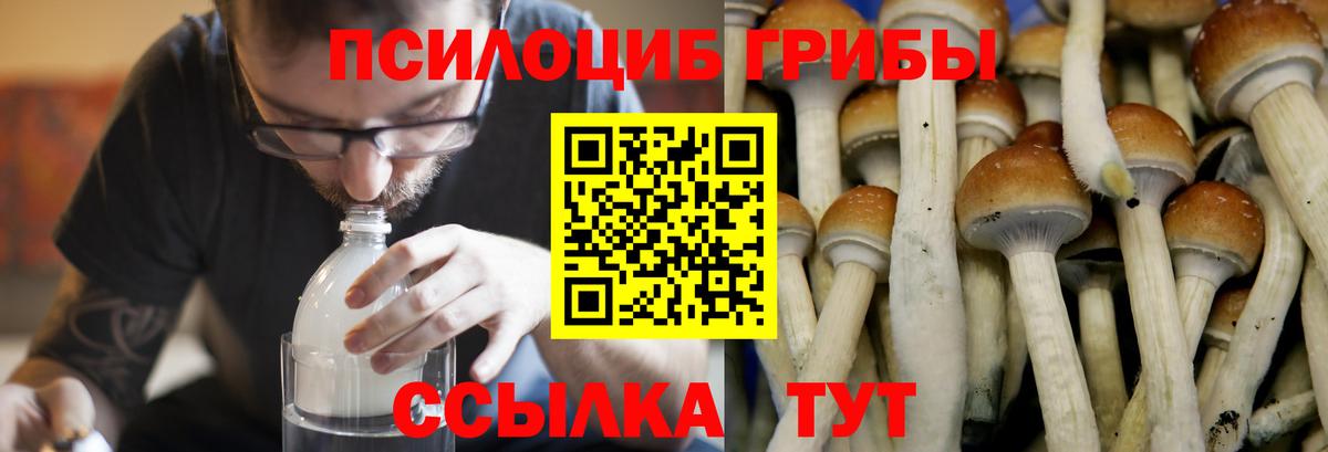 где купить наркоту  Галлюциногенные грибы Psilocybine cubensis  Вход с VPN  Артёмовский 